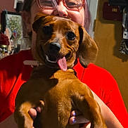 Cookie joined the competition — help win amazing prizes! person, dog, glasses, indoor, happy, smiling, pet, brown_dog, tongue_out, holding, red_shirt, face, hands, nail_polish, home, background, warm_light, cozy, cute, animal