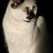 Dinky joined the competition — help win amazing prizes! alert, animal, black_markings, cat, close_up, dark_background, ears, feline, indoor, looking_away, mammal, noir_style, pet, portrait, sharp_focus, sitting, soft_fur, whiskers, white_fur, yellow_eyes