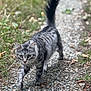 cat, tabby, walking, outdoor, gravel_path, fur, tail, whiskers, nature, greenery, animal, pet, focused, alert, mammal, daylight, striding, closeup, portrait, curious