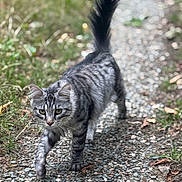 Shelby participe au concours pour gagner de l'argent avec cette photo : cat, tabby, walking, outdoor, gravel_path, fur, tail, whiskers, nature, greenery, animal, pet, focused, alert, mammal, daylight, striding, closeup, portrait, curious