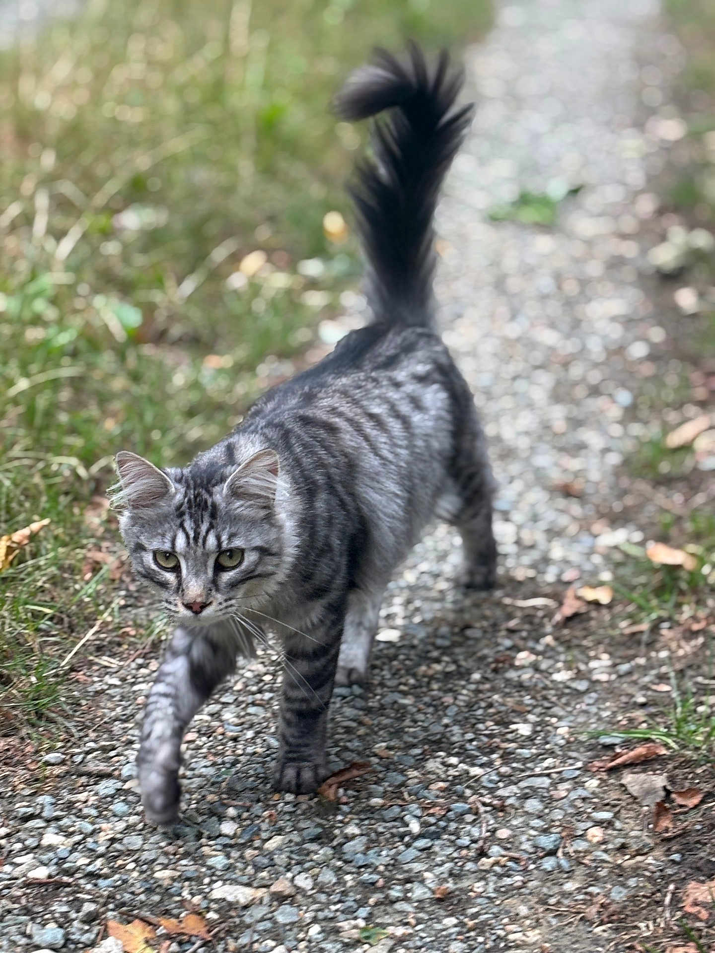 Shelby participe au concours pour gagner de l'argent avec cette photo : cat, tabby, walking, outdoor, gravel_path, fur, tail, whiskers, nature, greenery, animal, pet, focused, alert, mammal, daylight, striding, closeup, portrait, curious