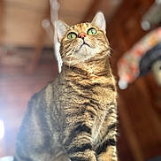 Baby Kitty joined the competition — help win amazing prizes! cat, tabby, green_eyes, indoor, blurred_background, curious, feline, striped_fur, pet, animal, whiskers, closeup, alert, standing, mammal, domestic_cat, cute, fur, portrait, looking_up