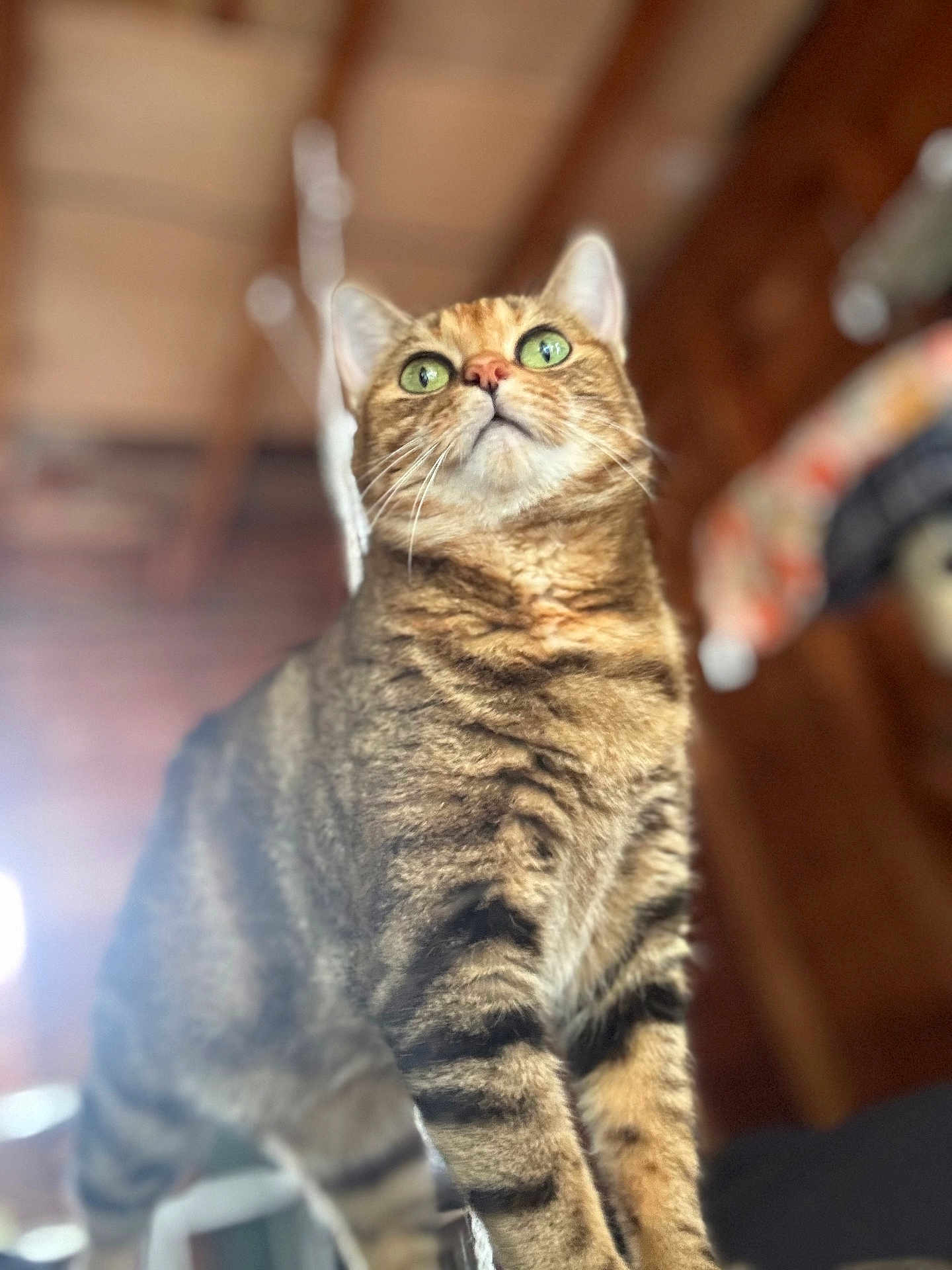 Baby Kitty
