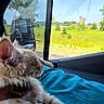 cat, animal, pet, window, vehicle, blue_blanket, sunny, countryside, green_field, sky, cloud, side_view_mirror, fur, relaxing, indoor, daytime, travel, comfort, resting, nature