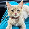 cat, kitten, orange_cat, pet, animal, feline, indoor, car_interior, blue_cloth, relaxing, cute, young_cat, fur, whiskers, ears, collar, pink_nose, front_paws, sitting, curious