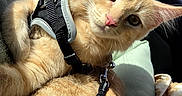 Peluche is registered to the contest to win money with this photo: cat, ginger_cat, harness, leash, cushion, blanket, car_interior, sunlight, pet, feline, animal, relaxed, indoor, closeup, portrait, orange_fur, whiskers, ears, pink_nose, comfort
