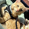 cat, ginger_cat, harness, leash, cushion, blanket, car_interior, sunlight, pet, feline, animal, relaxed, indoor, closeup, portrait, orange_fur, whiskers, ears, pink_nose, comfort