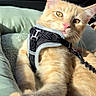Peluche joined the competition — help win amazing prizes! cat, ginger_cat, pet, harness, leash, paw, cushion, car_interior, sunlight, relaxed, curious, fur, whiskers, window, building, indoor, closeup, animal, domestic_cat, resting