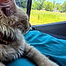 cat, scarf, blue_blanket, car_interior, window, greenery, trees, houses, sunny, daytime, pet, feline, fur, cozy, relaxed, looking_out, transportation, travel, domestic_animal, side_view