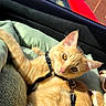 cat, orange_cat, pet, harness, leash, cushion, car_interior, window, red_car, brick_building, blue_sky, sunlight, feline, domestic_animal, relaxed, curious, indoor, animal, close_up, resting