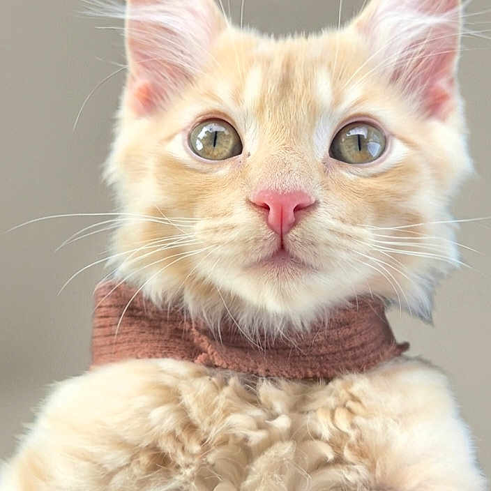 Peluche joined the competition — help win amazing prizes! cat, kitten, close_up, portrait, fluffy, cream_colored, pink_nose, brown_collar, whiskers, ears, curious, animal, pet, feline, soft_fur, indoor, cute, young, looking_at_camera, neutral_background