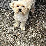 Luckyboy is registered to the contest to win money with this photo: dog, small_dog, cream_colored, fluffy, curly_fur, outdoor, concrete, wicker_chair, pet, animal, cute, alert, looking_up, paw, tail, daylight, texture, furniture, companion, domestic_animal