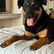 Loki is registered to the contest to win money with this photo: dog, rottweiler, pet, animal, tongue_out, bed, indoor, fur, black_and_tan, canine, laying_down, happy, domestic_animal, mammal, paw, close_up, portrait, house, relaxed, friendly