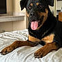 dog, rottweiler, pet, animal, tongue_out, bed, indoor, fur, black_and_tan, canine, laying_down, happy, domestic_animal, mammal, paw, close_up, portrait, house, relaxed, friendly