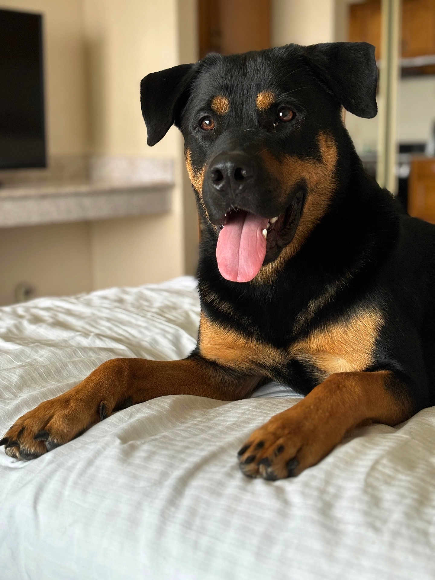 Loki
