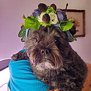 Bellarose joined the competition — help win amazing prizes! dog, pet, portrait, flower_crown, berries, flowers, leaves, brown_fur, fluffy, beard, eyes, nose, indoor, person, arm, blue_shirt, chair, wall, framed_picture, closeup