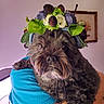 dog, pet, portrait, flower_crown, berries, flowers, leaves, brown_fur, fluffy, beard, eyes, nose, indoor, person, arm, blue_shirt, chair, wall, framed_picture, closeup