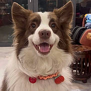 Finigan is registered to the contest to win money with this photo: dog, pet, happy, smiling, indoor, fluffy, ears, collar, crochet, charm, furniture, glass_door, background, canine, closeup, portrait, animal, cute, domestic, friendly