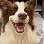 Finigan joined the competition — help win amazing prizes! dog, winking, smiling, fluffy, indoor, pet, canine, happy, closeup, face, fur, tongue, mouth, ears, nose, animal, domestic, friendly, companion, cute