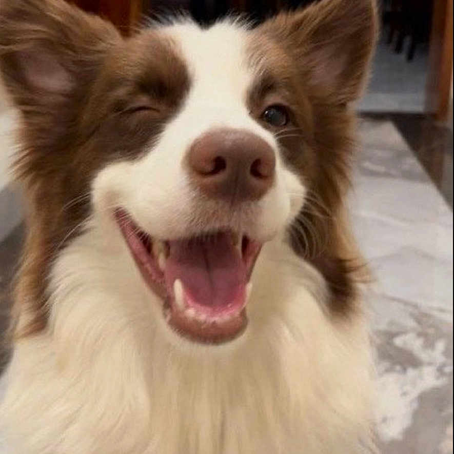 Finigan joined the competition — help win amazing prizes! animal, canine, closeup, companion, cute, dog, domestic, ears, face, fluffy, friendly, fur, happy, indoor, mouth, nose, pet, smiling, tongue, winking