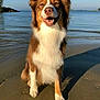 Finigan is registered to the contest to win money with this photo: dog, beach, sand, water, sky, outdoor, canine, animal, nature, sunlight, happy, pet, fur, portrait, summer, daytime, smiling, sitting, brown, white