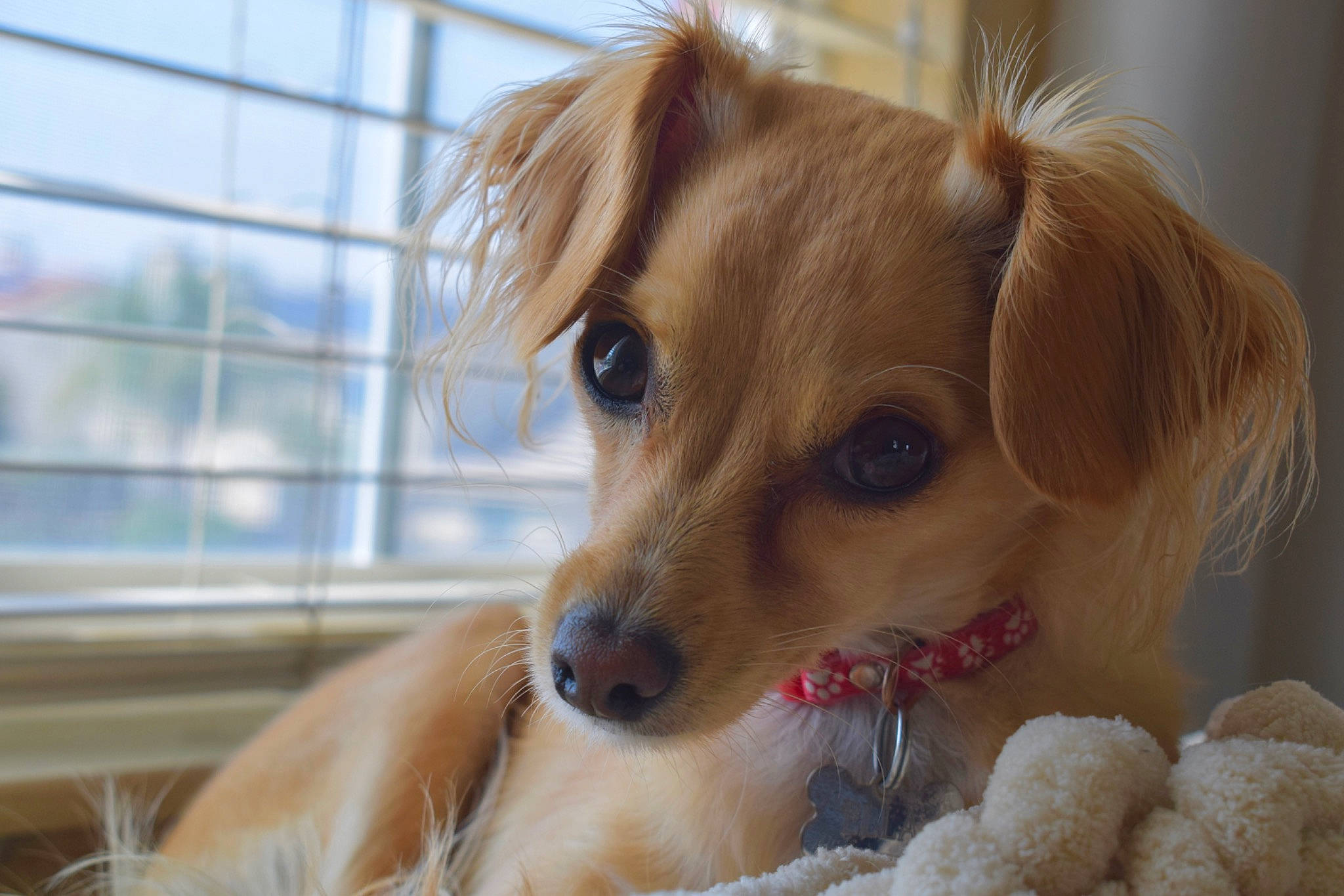 Ella Mae is registered to the contest to win money with this photo: bed, canidae, carnivore, collar, companion_dog, dog, dog_breed, dog_supply, ear, eyelash, fawn, fur, liver, pet_supply, snout, sporting_group, toy, toy_dog, whiskers, working_animal