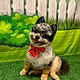 dog, bowtie, pet, cute, fluffy, grass, artificial_grass, background, fence, cartoon_background, playful, animal, sitting, face, ears, tongue, black_and_white, brown, red_bow, portrait