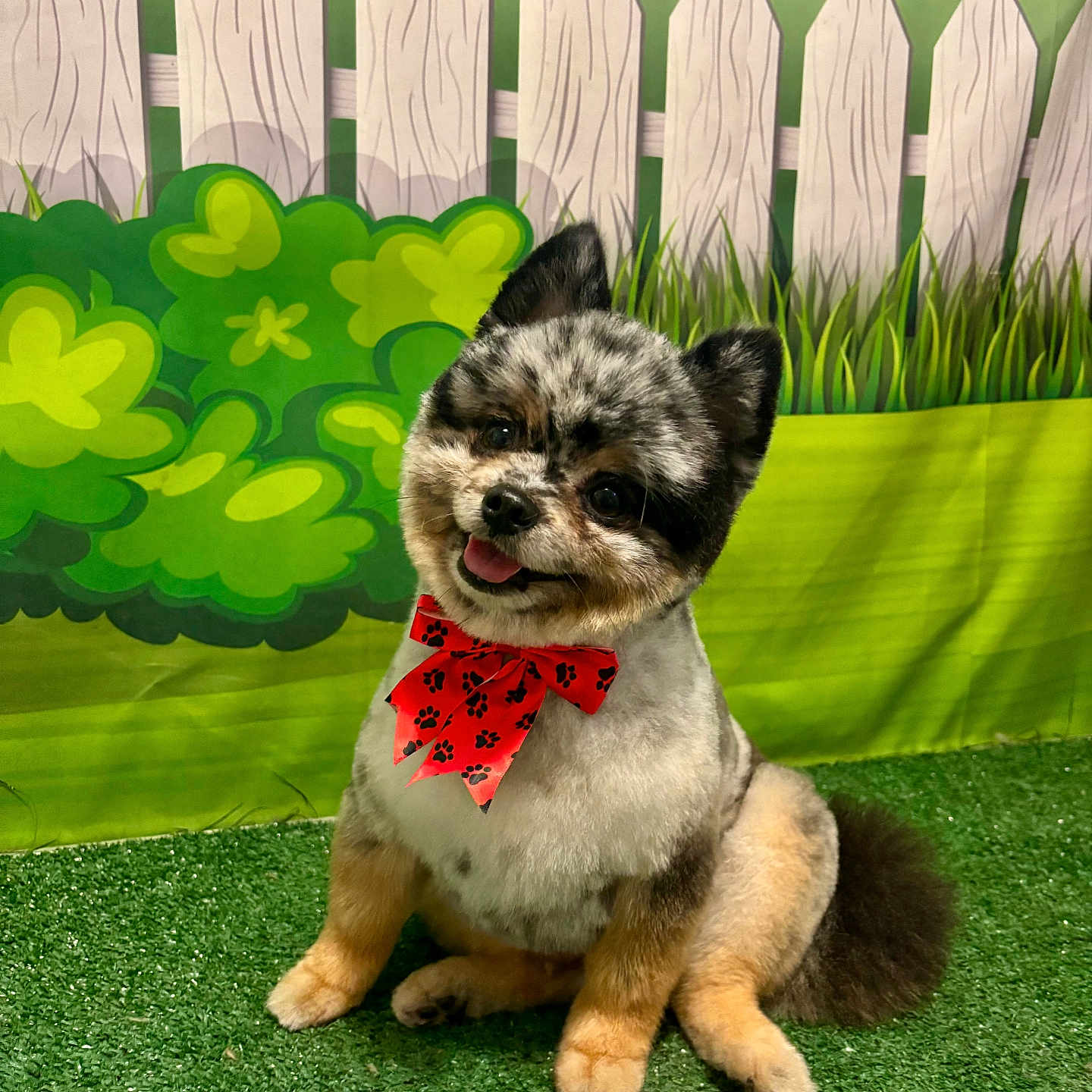 Jack is registered to the contest to win money with this photo: animal, artificial_grass, background, black_and_white, bowtie, brown, cartoon_background, cute, dog, ears, face, fence, fluffy, grass, pet, playful, portrait, red_bow, sitting, tongue