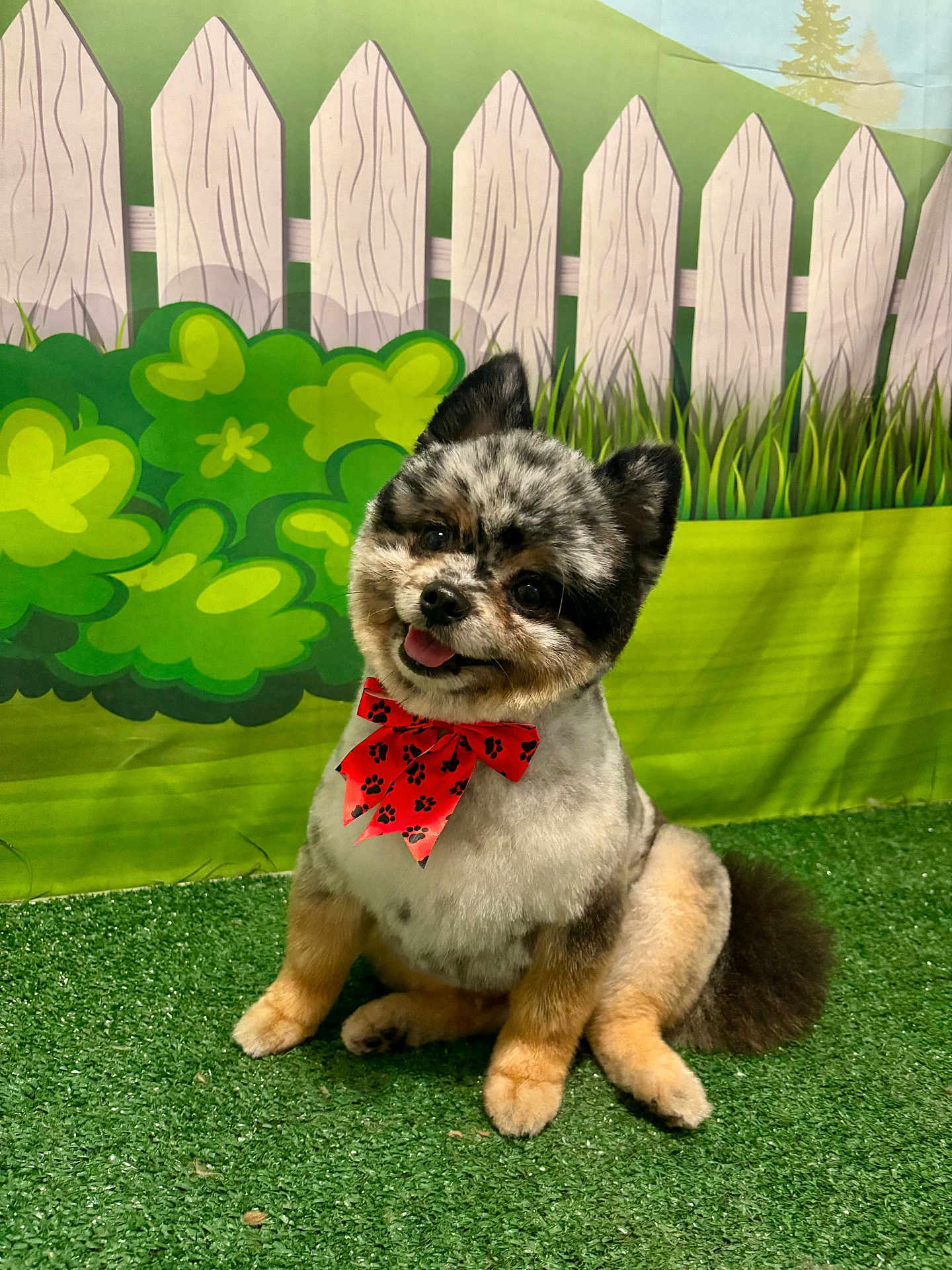 Jack is registered to the contest to win money with this photo: dog, bowtie, pet, cute, fluffy, grass, artificial_grass, background, fence, cartoon_background, playful, animal, sitting, face, ears, tongue, black_and_white, brown, red_bow, portrait