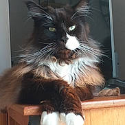Mac participe au concours pour gagner de l'argent avec cette photo : cat, long_hair, green_eyes, white_paws, wooden_surface, indoor, pet, feline, fluffy, relaxed, close_up, portrait, domestic_animal, animal, whiskers, resting, fur, table, household, majestic
