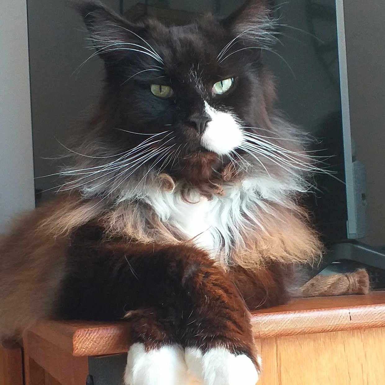 Mac participe au concours pour gagner de l'argent avec cette photo : animal, cat, close_up, domestic_animal, feline, fluffy, fur, green_eyes, household, indoor, long_hair, majestic, pet, portrait, relaxed, resting, table, whiskers, white_paws, wooden_surface