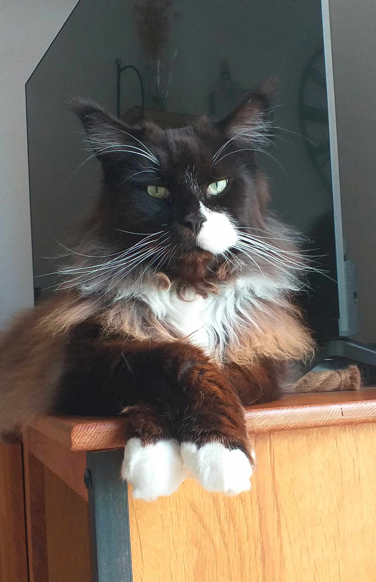 Mac participe au concours pour gagner de l'argent avec cette photo : cat, long_hair, green_eyes, white_paws, wooden_surface, indoor, pet, feline, fluffy, relaxed, close_up, portrait, domestic_animal, animal, whiskers, resting, fur, table, household, majestic