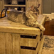 Sterling joined the competition — help win amazing prizes! animal, cat, decor, ears, floor, fluffy, furniture, gray, houseplant, indoor, living_room, pet, relaxed, resting, rug, shelf, side_view, tabby, whiskers, wooden_table