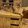 animal, cat, decor, ears, floor, fluffy, furniture, gray, houseplant, indoor, living_room, pet, relaxed, resting, rug, shelf, side_view, tabby, whiskers, wooden_table