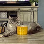 cat, sleeping, candle, wooden_table, living_room, plant, television, decor, cozy, gray_cat, furniture, relaxing, indoor, pet, home, fluffy, resting, closed_eyes, tabletop, yellow