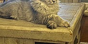 Sterling joined the competition — help win amazing prizes! cat, tabby, fluffy, gray, wooden_table, living_room, furniture, relaxed, cute, pet, indoor, cozy, decor, eyes_closed, resting, domestic_cat, household, wood_texture, calm, animal