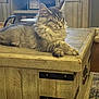 cat, tabby, fluffy, gray, wooden_table, living_room, furniture, relaxed, cute, pet, indoor, cozy, decor, eyes_closed, resting, domestic_cat, household, wood_texture, calm, animal