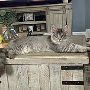 Sterling joined the competition — help win amazing prizes! cat, gray_cat, fluffy, table, wooden_table, furniture, living_room, plant, decor, television, indoor, pet, relaxed, long_hair, looking_at_camera, cozy, household, resting, domestic_cat, home