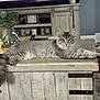 cat, gray_cat, fluffy, table, wooden_table, furniture, living_room, plant, decor, television, indoor, pet, relaxed, long_hair, looking_at_camera, cozy, household, resting, domestic_cat, home
