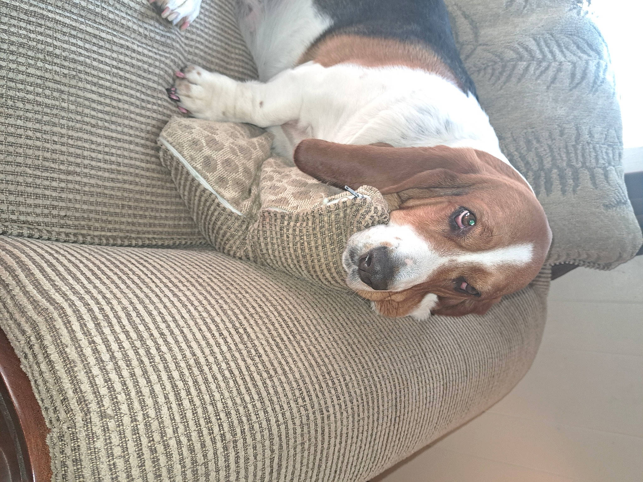 Autumn is registered to the contest to win money with this photo: basset_hound, beagle_harrier, canidae, carnivore, comfort, companion_dog, couch, dog, dog_breed, finnish_hound, hound, scent_hound, snout, sporting_group, whiskers, wood, working_animal