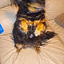 dog, small_dog, black_dog, tan_paws, blurry, motion_blur, leather_couch, indoor, pet, animal, ears, fur, sitting, raised_paws, couch, furniture, household, canine, companion, living_room