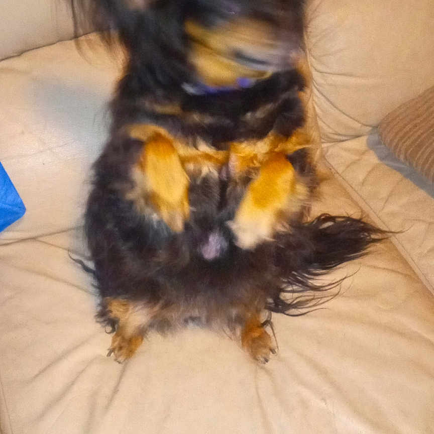 Freya joined the competition — help win amazing prizes! animal, black_dog, blurry, canine, companion, couch, dog, ears, fur, furniture, household, indoor, leather_couch, living_room, motion_blur, pet, raised_paws, sitting, small_dog, tan_paws