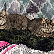 Carrie And Sherrie is registered to the contest to win money with this photo: cat, cats, tabby_cat, pair_of_cats, pet, feline, collar, bell, blanket, green_blanket, bed, bedding, curtains, indoor, whiskers, ears, relaxed, cozy, gray_stripes, domestic_cat