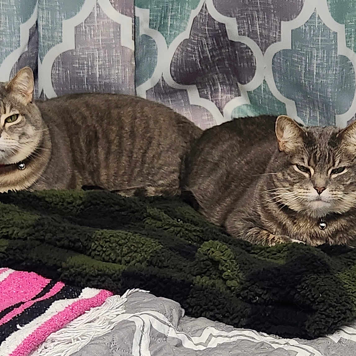Carrie And Sherrie is registered to the contest to win money with this photo: bed, bedding, bell, blanket, cat, cats, collar, cozy, curtains, domestic_cat, ears, feline, gray_stripes, green_blanket, indoor, pair_of_cats, pet, relaxed, tabby_cat, whiskers