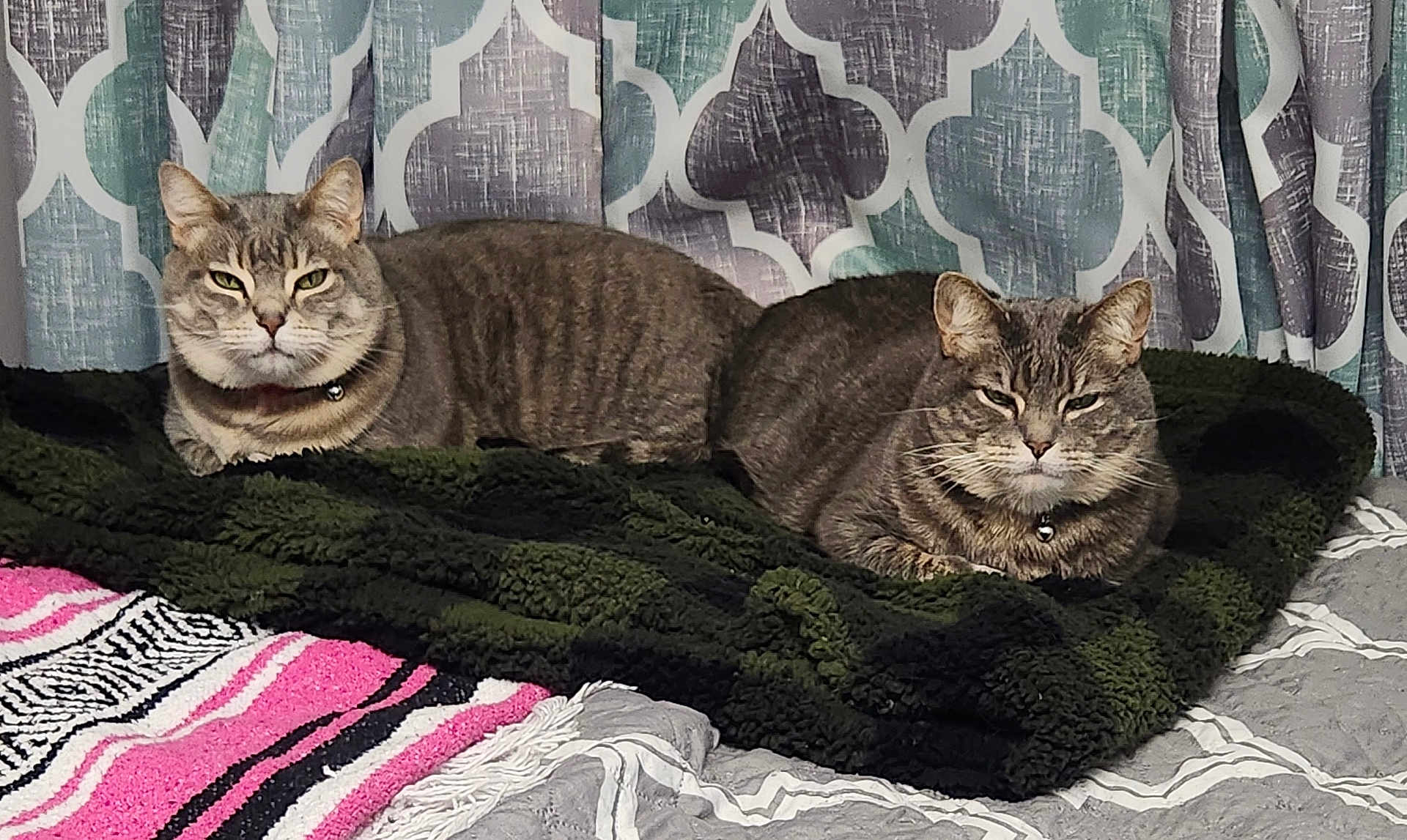 Carrie And Sherrie is registered to the contest to win money with this photo: cat, cats, tabby_cat, pair_of_cats, pet, feline, collar, bell, blanket, green_blanket, bed, bedding, curtains, indoor, whiskers, ears, relaxed, cozy, gray_stripes, domestic_cat