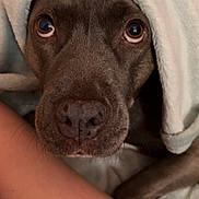 Frankie joined the competition — help win amazing prizes! animal, blanket, brown_dog, close_up, comfort, cozy, cute, dog, face, fur, human_arm, indoor, looking_up, nostrils, pet, resting, snout, soft, whiskers, wrapped