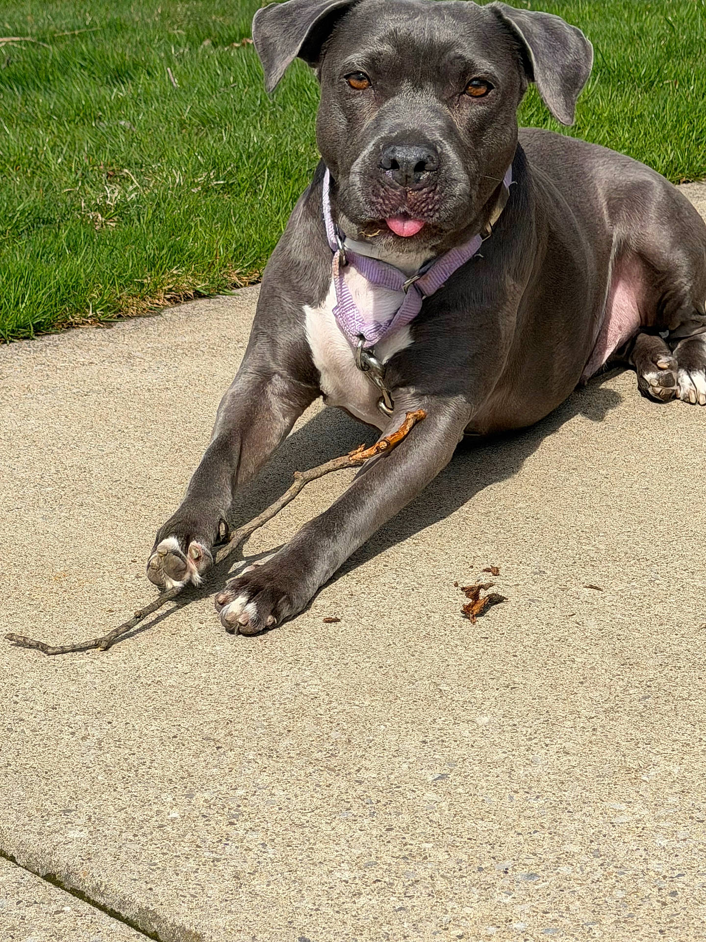 Frankie joined the competition — help win amazing prizes! animal, canine, closeup, collar, dog, grass, gray_dog, nature, outdoor, paw, pet, playful, relaxed, resting, sidewalk, stick, summer, sunlight, tongue, tongue_out