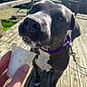 animal, black_dog, close_up, daylight, dog, drool, hand, leash, licking, messy, outdoor, pet, playful, purple_collar, shadow, small_cup, sunlight, white_chest, white_liquid, wooden_deck