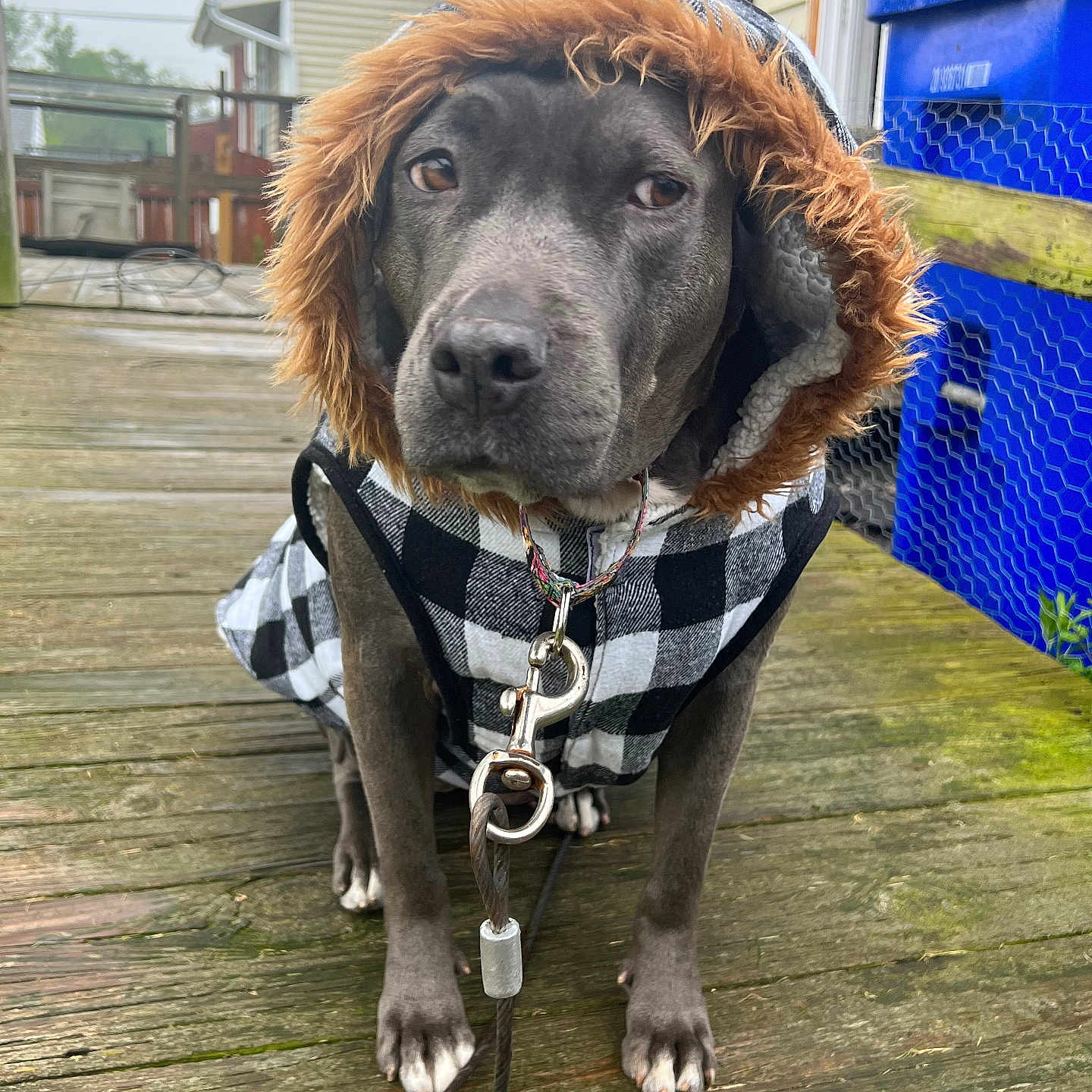 Frankie joined the competition — help win amazing prizes! dog, coat, hood, fur_trim, leash, wooden_deck, outdoor, pet, canine, black_and_white, checkered_pattern, recycling_bin, house, fence, collar, sitting, expression, calm, daylight, weathered_wood