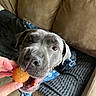 animal, blanket, brown_couch, canine, close_up, couch, curious, dog, excited, fur, gray_dog, hand, human_hand, indoor, mouth_open, pet, playful, snack, texture, treat